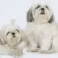 Anjing Shih Tzu. (Pixabay)