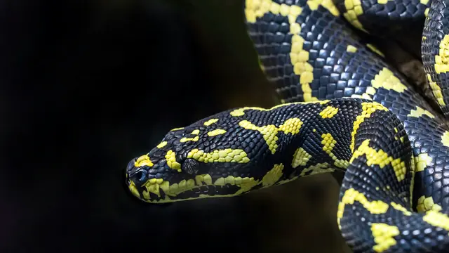 Ular Sanca Kuning Hitam