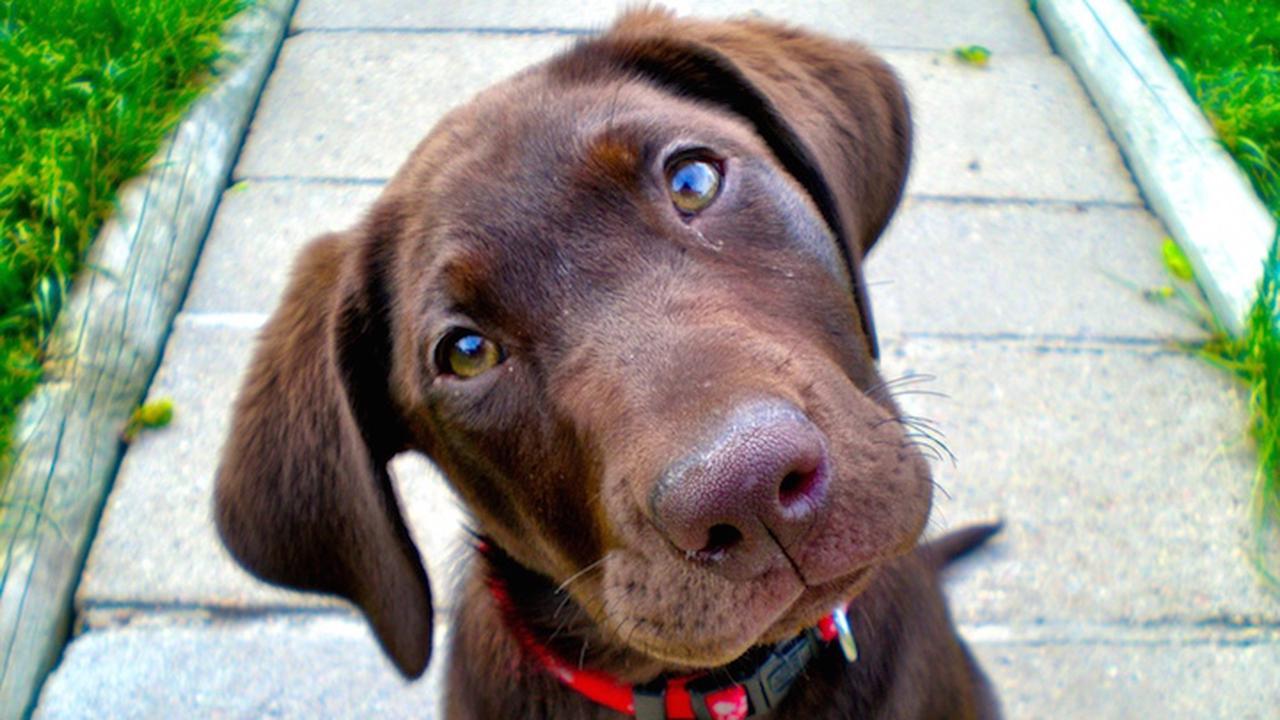 Terkena Kanker, Ini Kisah Haru Perjalanan Terakhir Seekor Anjing