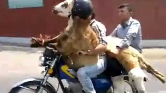 6 Kambing Pakai Helm Ini Curi Perhatian, Siap Diantar Ojek Online