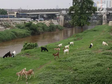 Kambing memakan rumput di bantaran Sungai Ciliwung, Jakarta, Rabu (7/11). Rumput yang menghijau di kawasan tersebut dimanfaatkan peternak untuk menggembalakan kambingnya. (Liputan6.com/Immanuel Antonius)