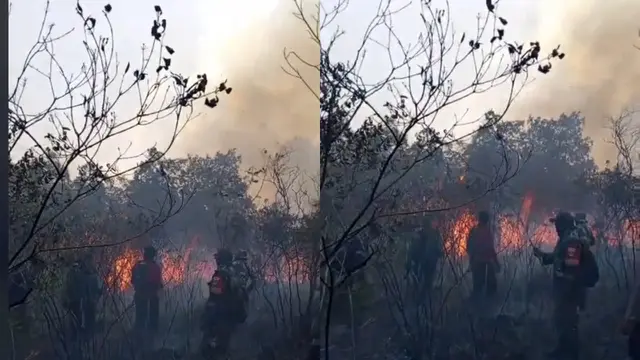 Titik Api Baru Muncul di TN Way Kambas. (Dok. Istimewa)