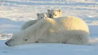 Beruang kutub kelaparan saat es Kutub Utara mencair (Antara)