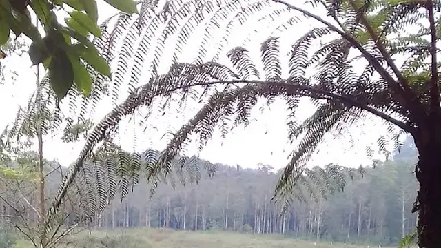 Wisata Danau Aul