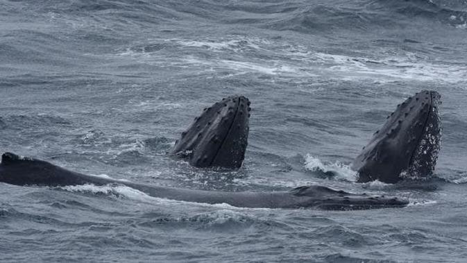 Paus bungkuk (Megaptera novaeangliae) terlihat di daerah di mana 'dunia yang hilang' ditemukan, di lepas pantai Tasmania, Australia. (Dokumentasi Eric Woehler dari University of Tasmania)