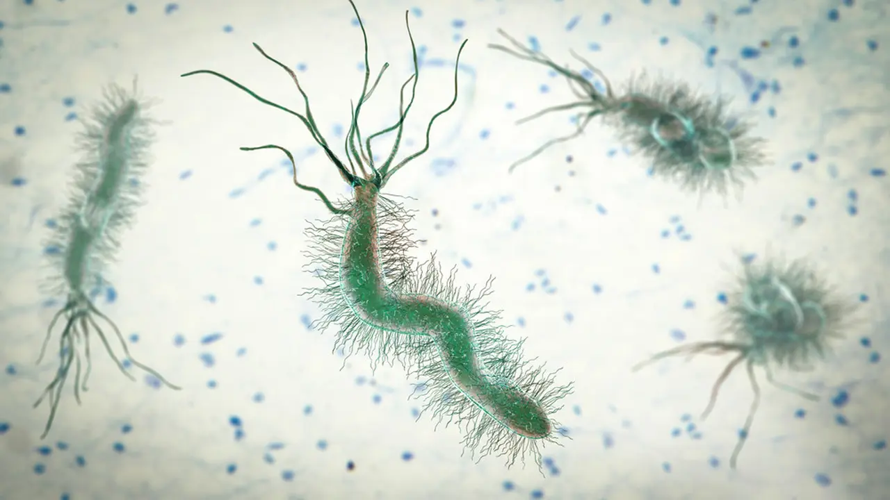 Ilustrasi Bakteri Helicobacter