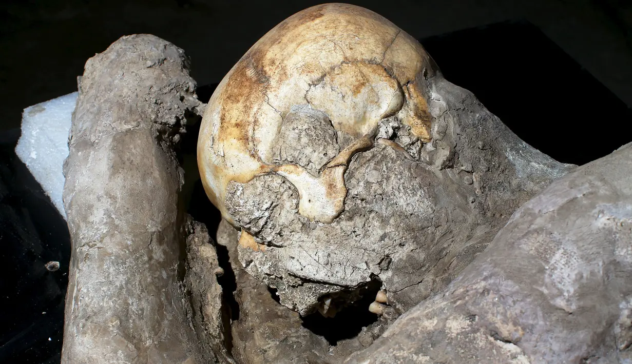 Fosil tengkorak korban Pompeii ditemukan oleh apara arkeolog, Napoli, Italia, Selasa (13/10/2015). Para ilmuwan menggunakan sebuah alat seperti CT scan untuk mengetahui bentuk utuh para korban letusan gunung Vesuvius. (REUTERS/Alessandro Bianchi)