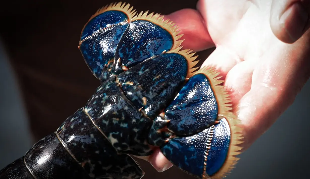 <p>Tak sedikit dari mereka yang sering terlihat di perairan negara bagian Queensland. Lobster biru yang tinggal di perairan ini dianggap sebagai spesies invasive karena mereka bersaing dengan spesies lokal lain. (Lou BENOIST/AFP)</p>