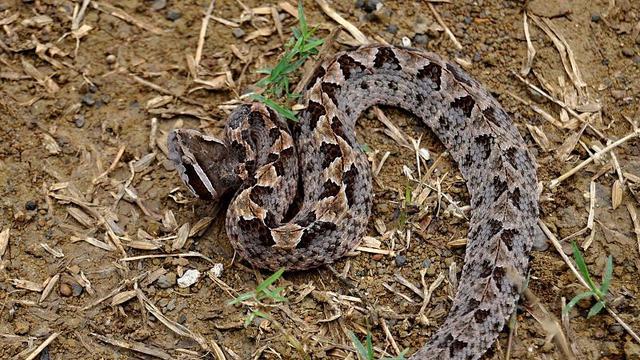 Ular Tanah. (sumber: wikipedia)