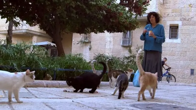 Tova Saul, Malaikat Bagi Kucing Jalanan Yerusalem