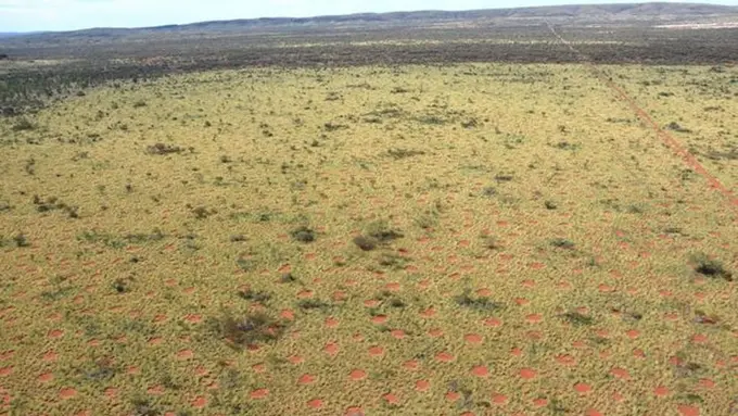 Setelah Namibia, Fairy Circle Kembali Muncul di Australia