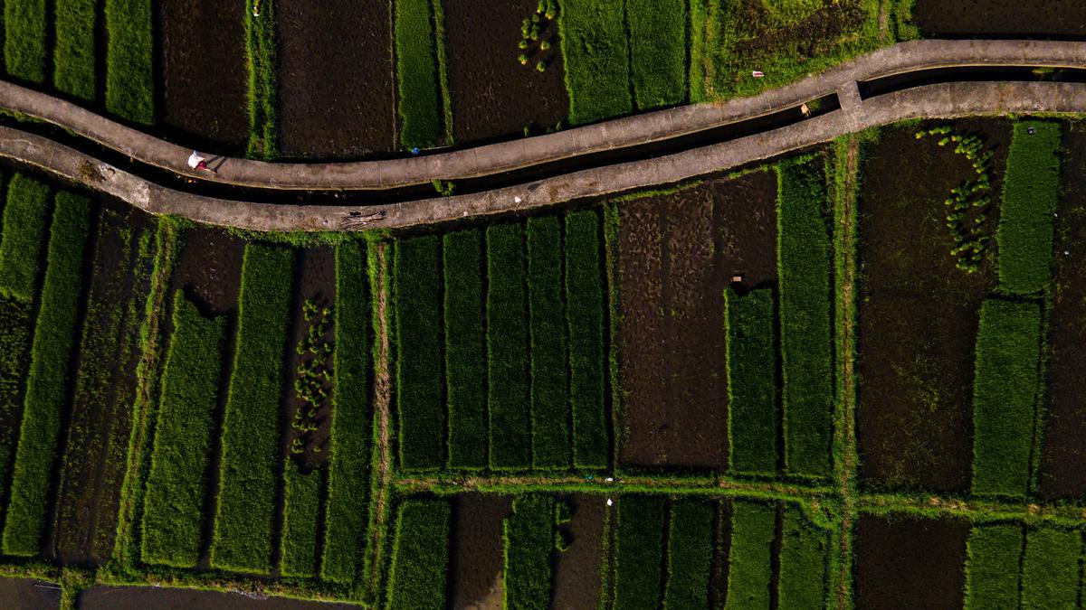 Tahun 2025, Luas Panen Padi Aceh Naik Signifikan