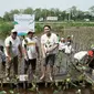 Penanaman mangrove antara Asosiasi Asuransi Jiwa Indonesia (AAJI) dengan menggandeng Yayasan Mangrove Indonesia Lestari.