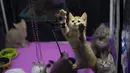 Seekor kucing terlihat di pameran kucing "Cat Salon-September 2020" yang digelar di Taman Sokolniki di Moskow, Rusia (19/9/2020). (Xinhua/Alexander Zemlianichenko Jr)