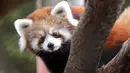 Salah satu bayi kembar panda merah bertengger di atas pohon di kandang sementara mereka selama pratinjau media di Woodland Park Zoo, Seattle, Rabu (14/11). Ini merupakan kelahiran pertama panda merah di kebun binatang dalam 29 tahun. (AP /Elaine Thompson)