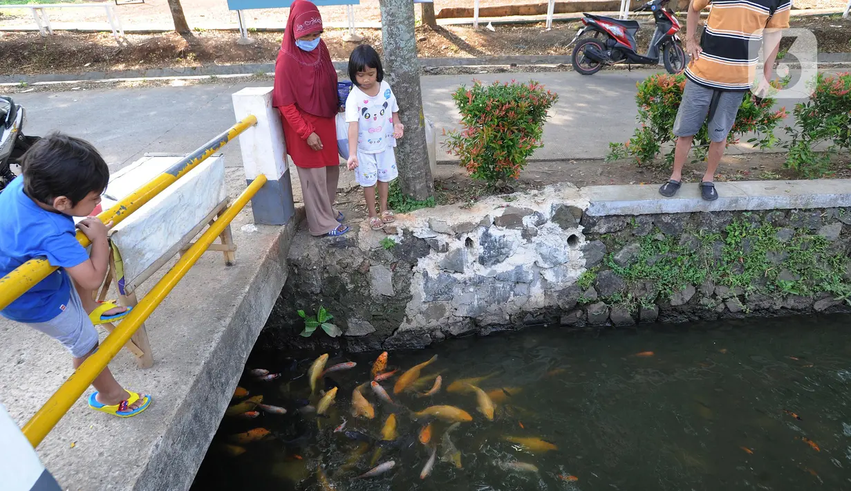 Warga memberi makan ikan yang dikembangbiakkan di saluran air di Perumahan Puri Pamulang, Tangerang Selatan, Selasa (8/9/2020). Selokan sepanjang 400 meter yang dulu kumuh, kini disulap menjadi kolam ikan untuk hiburan dan meningkatkan perekonomian warga dengan menjualnya. (merdeka.com/Arie Basuki)