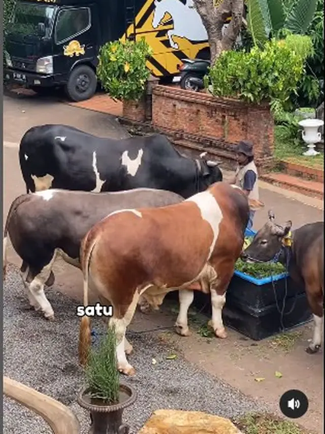 6 Potret Irfan Hakim dengan 4 Sapi Jumbo, Siap untuk Idul Adha