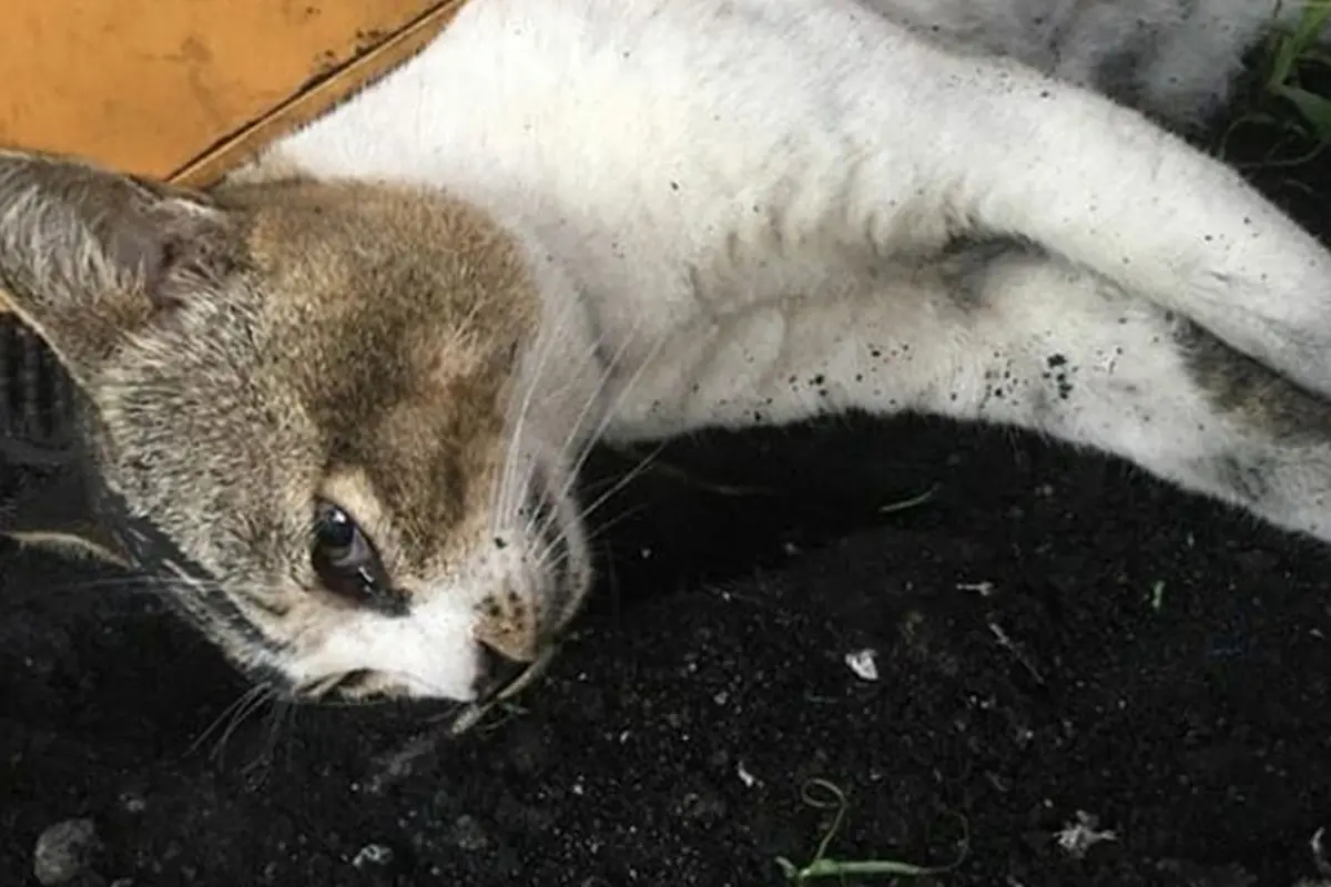 Kucing Komplek Sekarat Hingga Mati