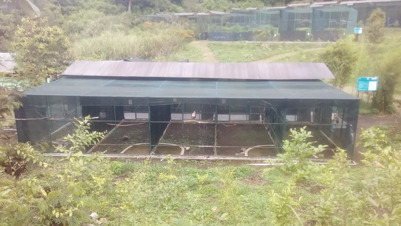 Sepasang Elang Ular Kembali Terbang Bebas