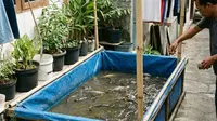 8 Cara Agar Air Kolam Lele Tidak Bau dan Hasil Panen Sehat
