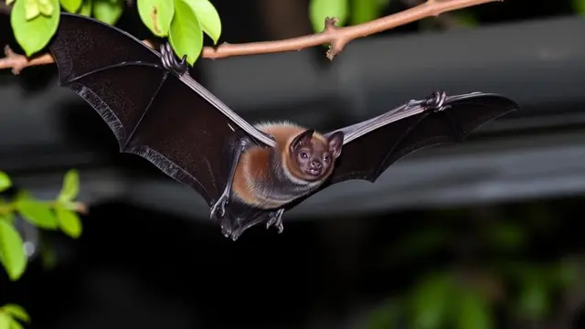 Karakteristik Virus Nipah, Peneliti: Miliki Tingkat Kematian Tinggi dan Berpotensi Timbulkan Wabah