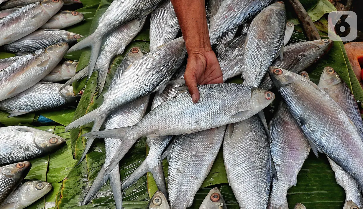 Ikan bandeng yang di jual terlihat di Rawa Belong, Jakarta, Jumat (20/1/2023). Penjual bandeng musiman ini menjual daganganya jelang perayaan Imlek yang dijual dengan harga mulai dari Rp. 50.000 hingga Rp. 90.000 per kilonya. (Liputan6.com/Angga Yuniar)