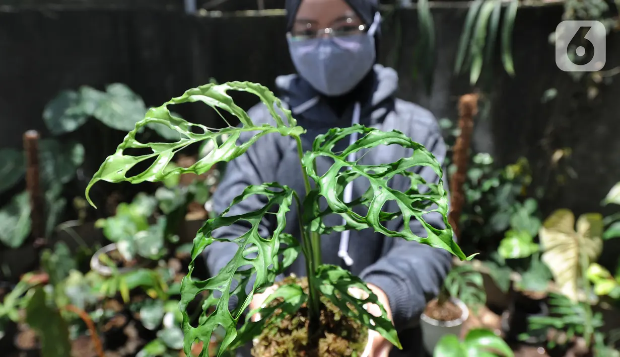 Staf menunjukkan tanaman hias Monstera Obliqua atau Janda Bolong seharga Rp 300 juta yang akan diekspor di Kantor PT Alchemie Berkah Bersama, Sawangan, Depok, Senin (5/10/2020). Tingginya permintaan ekspor menyebabkan mahalnya harga Janda Bolong. (merdeka.com/Arie Basuki)