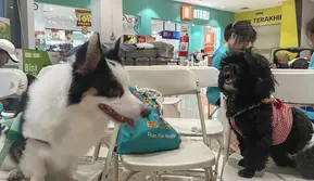 Cerita Pet Owner: Peluk Anabul Sepulang Kerja Bikin Beban Pikiran Berkurang