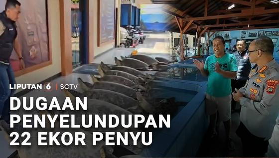 Dugaan Penyelundupan 22 Ekor Penyu