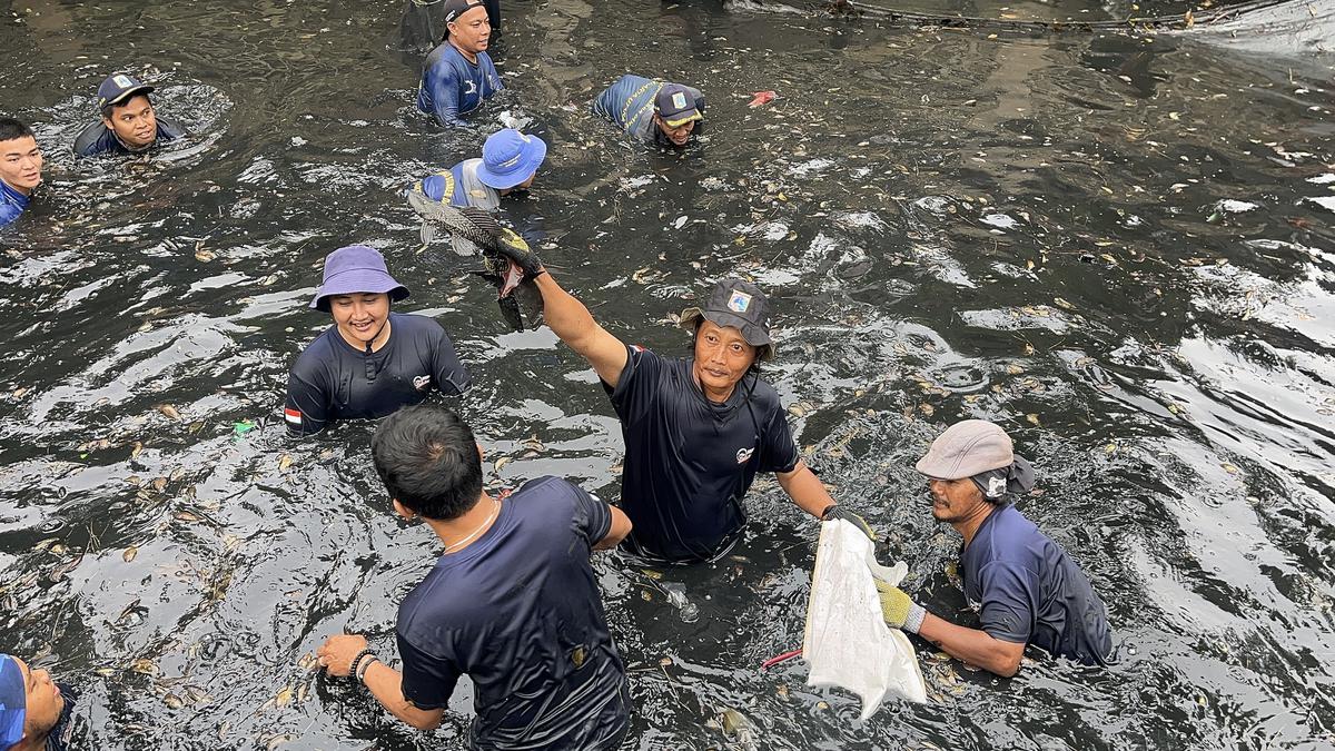 Operasi 'Perang' Ikan Sapu-sapu Dimulai, Tangkapan di Jakut Tembus 200 Kg