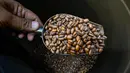 Pemilik memeriksa biji kopi arabika di sebuah tempat pemanggangan kopi di Banda Aceh pada Rabu 9 Juli 2025. (CHAIDEER MAHYUDDIN/AFP)