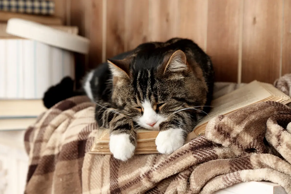 Bukan Tanda Mengantuk, Ini 4 Alasan Kucing Mendengkur