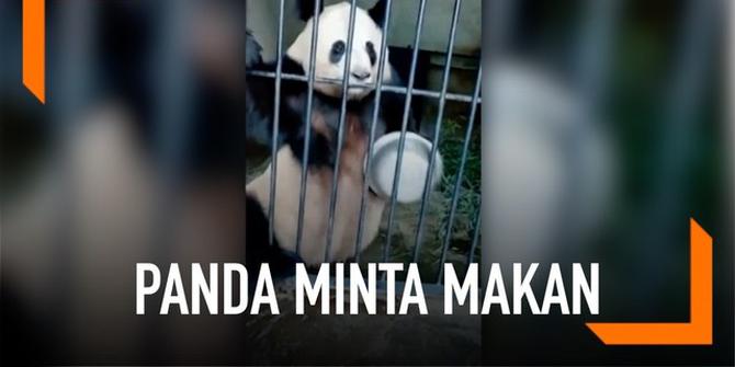 VIDEO: Panda Kelaparan Panggil Petugas untuk Minta Makan