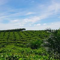 PTPN I Perkenalkan Inovasi Pupuk Hayati Enero untuk Restorasi Kesehatan Tanah Secara Alami