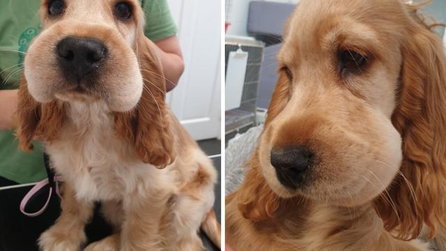 8 Potret Hewan Usai Disengat Lebah Ini Bikin Kasihan Sekaligus Lucu