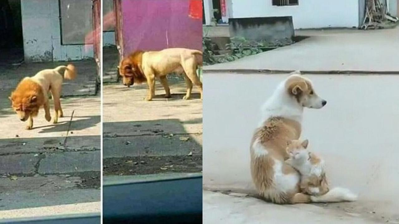 6 Potret Hewan Krisis Identitas Ini Bikin Tepuk Jidat, Bingung Lihatnya