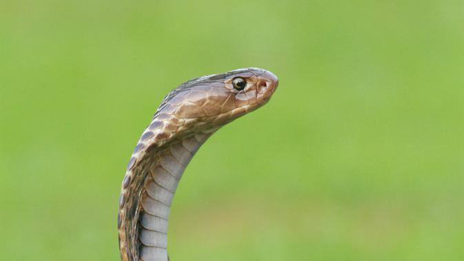 Sup Ular Kobra Hingga Sate Monyet Ada Di Bandung Segini Harganya Regional Liputan6 Com