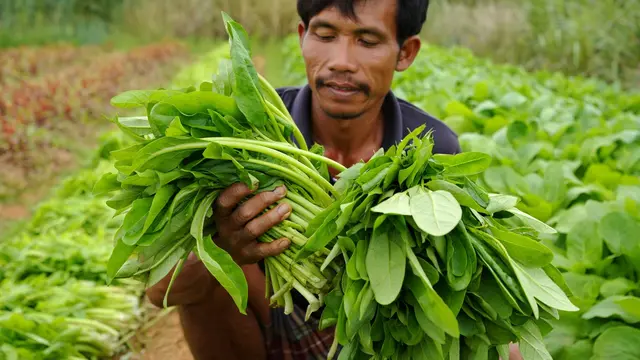 Cara Membuat Kangkung Kering untuk Pakan Ternak (Foto: Reve Art AI)