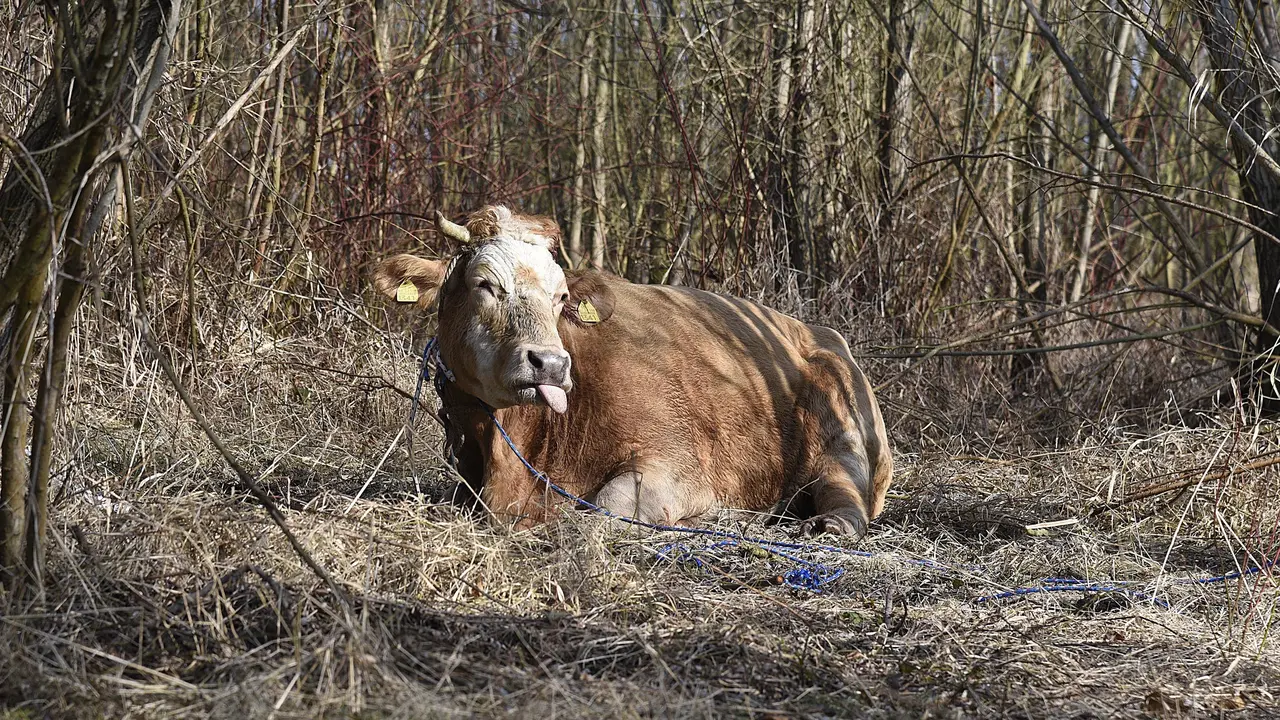 sapi Limousin