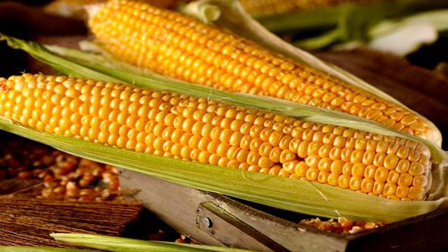 Ilustrasi Jagung