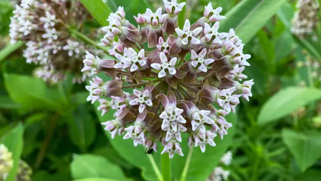 Bunga Common Milkweed/Photo by Ronin on Unsplash