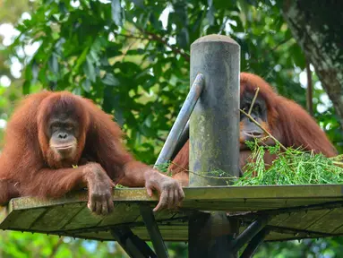 Sejumlah orangutan Sumatra terlihat di Kebun Binatang Negara dekat Kuala Lumpur, Malaysia, 19 Desember 2020. Kebun Binatang Negara kembali dibuka untuk umum pada 18 Desember. (Xinhua/Chong Voon Chung)