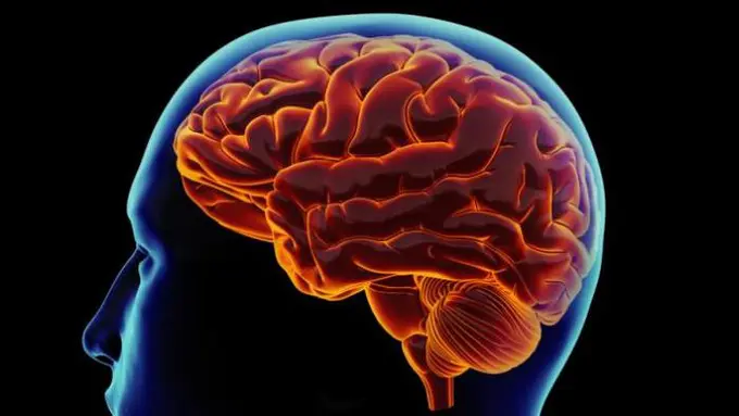 Ilustrasi Otak