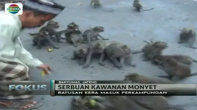  Diduga kelaparan, ratusan monyet di Banyumas, Jawa Tengah, serbu perkampungan warga.