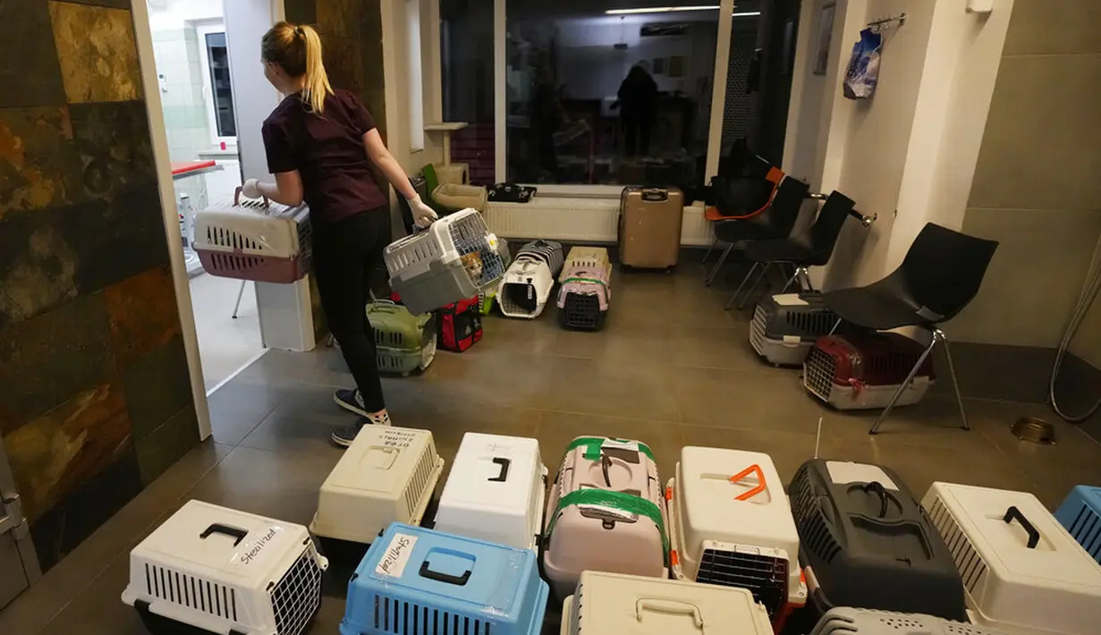 Dokter dan relawan merawat anjing dan kucing yang tiba dari Ukraina di Przemysl, Polandia, Selasa (8/3/2022). Sejak awal invasi Rusia, mereka telah berhasil mengevakuasi lebih dari 300 hewan yang telah dibawa ke Lviv dari bagian timur negara itu. (AP Photo/Czarek Sokolowski)