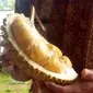 Penampakan durian Sirouf, jawara kontes durian asal Dusun Ndirun, Banjarnegara. (Foto: Liputan6.com/Muhamad Ridlo)