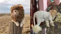 Potret 6 Kucing Bergaya Bak Singa Ini Bikin Makin Gemas (Eatliver Twitter/kochengfs)