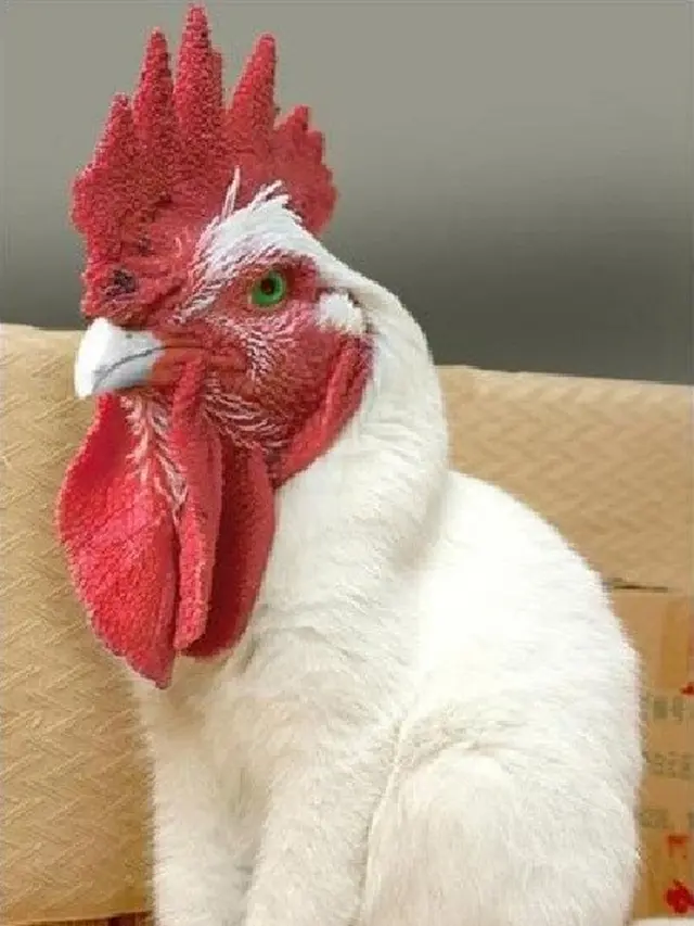 6 Editan Foto Ayam dengan Hewan Lain Ini Nyeleneh, Bikin Ngakak