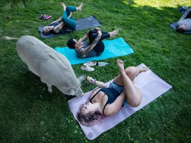 Seekor babi berperut buncit mendekati Daria Michaleski saat berpartisipasi dalam sesi yoga dengan babi selama penggalangan dana amal di The Happy Herd Farm Sanctuary, di British Columbia, Kanada, 26 Juli 2020. (Darryl Dyck/The Canadian Press via AP)