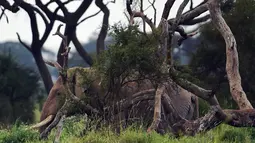 Seekor gajah jantan soliter (penyendiri) membungkuk dekat pohon mati di Taman Nasional Amboseli, Kenya, 21 Juni 2018. Taman nasional ini merupakan taman nasional paling populer kedua di Kenya setelah Cagar Nasional Maasai Mara. (AFP/TONY KARUMBA)